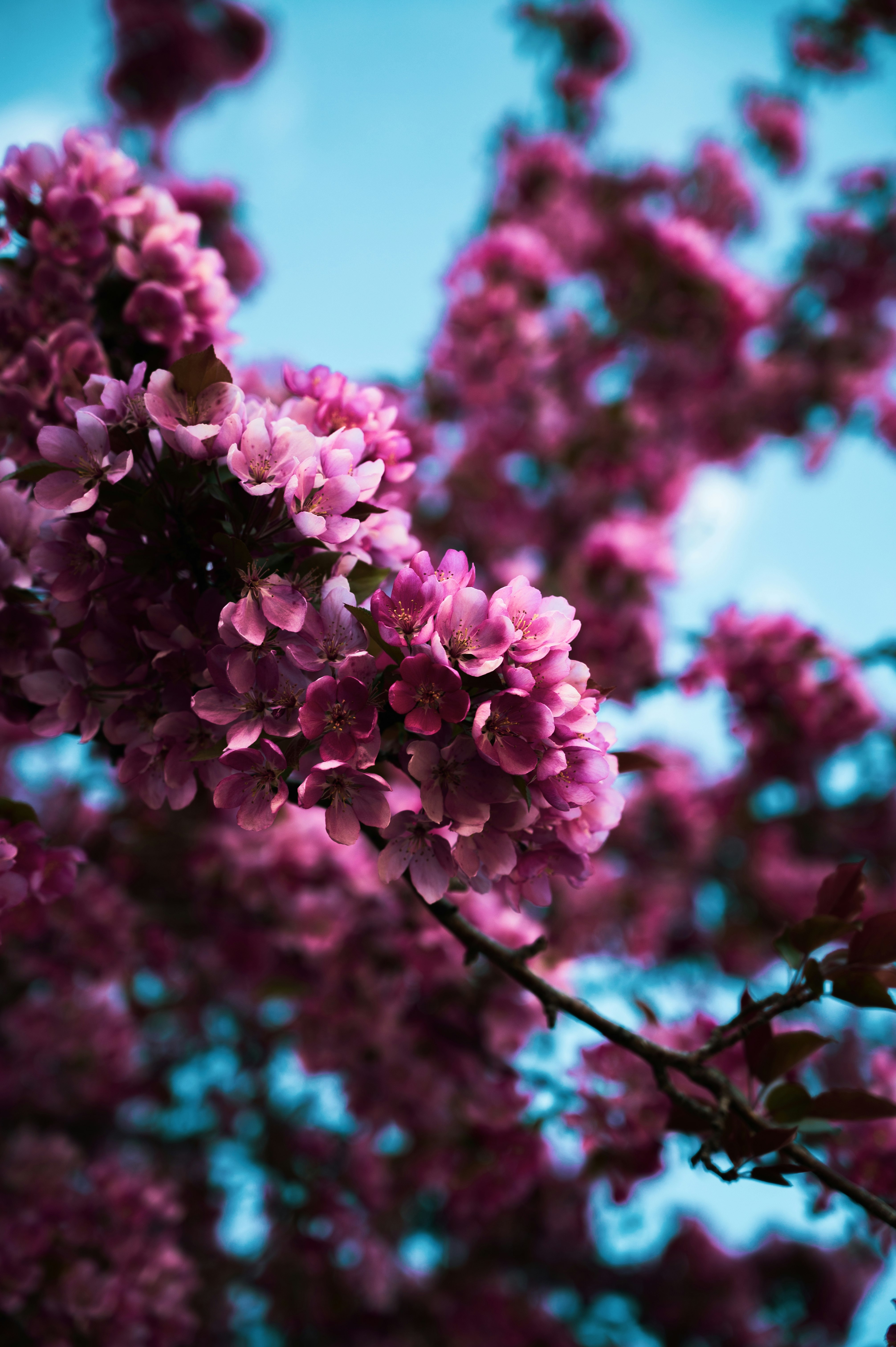 pink flowers in tilt shift lens